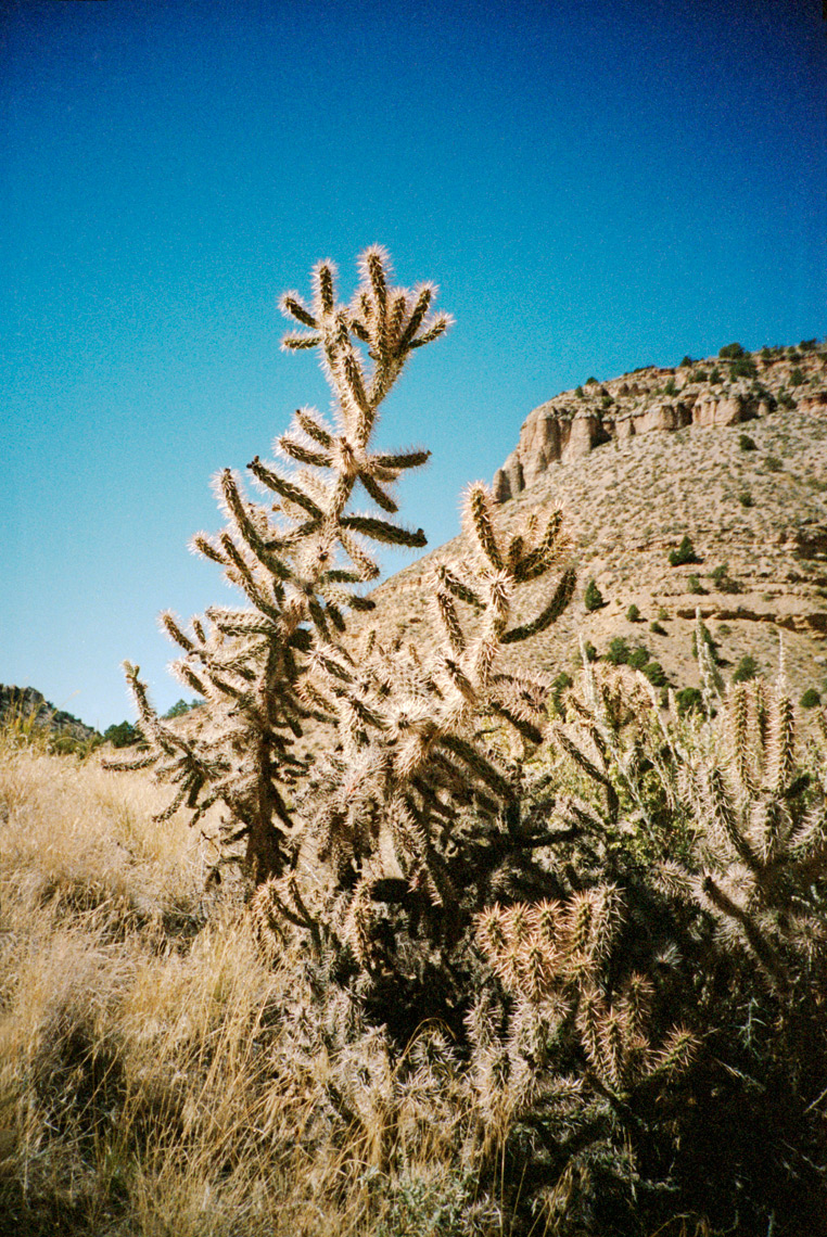 cactus Snake Gulch Kanab Wilderness