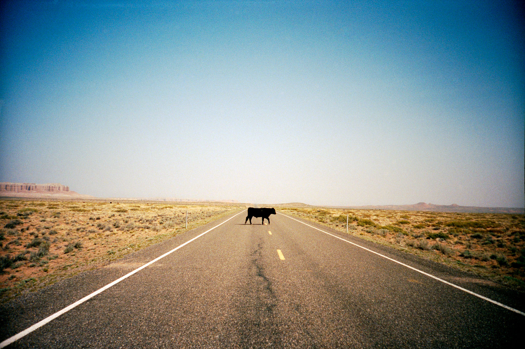 cow in the road Four Corners Southwest by Webb Chappell travel photographer