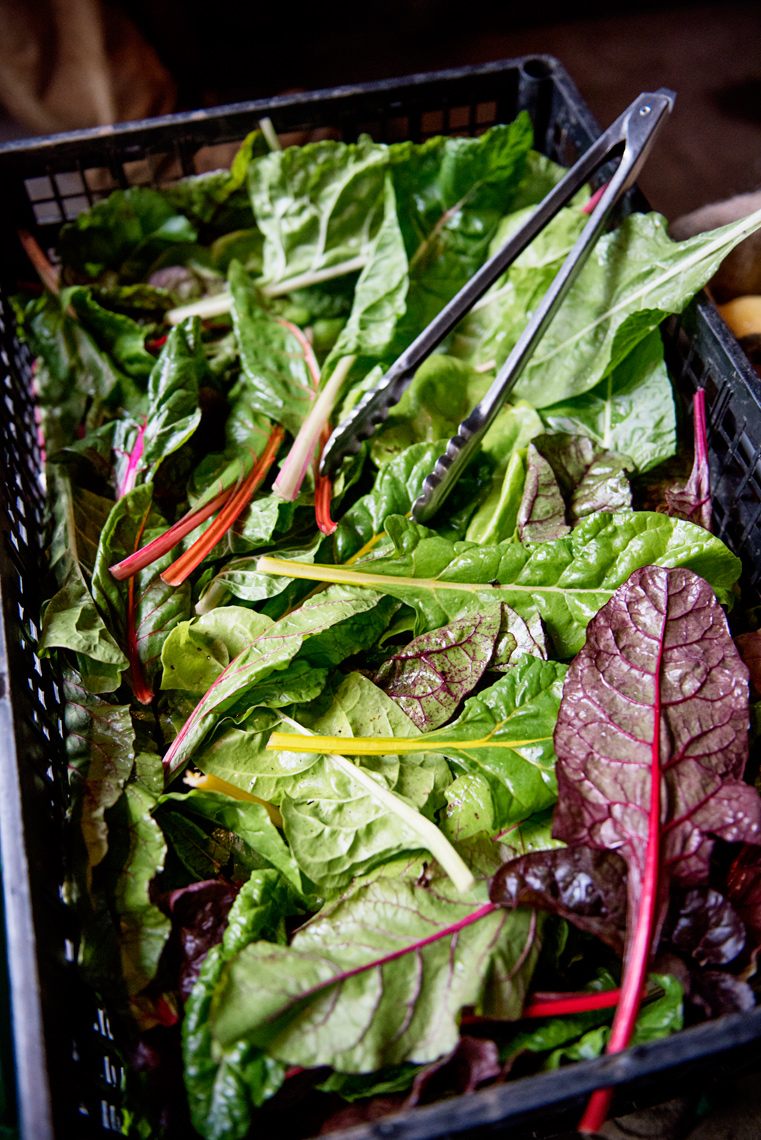 rainbow chard at the Salt Box Farm C.S.A. Concord MA fall harvest