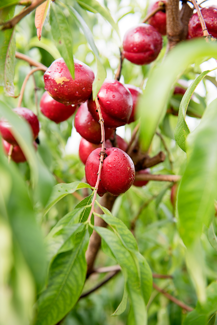 organic nectarines Ward