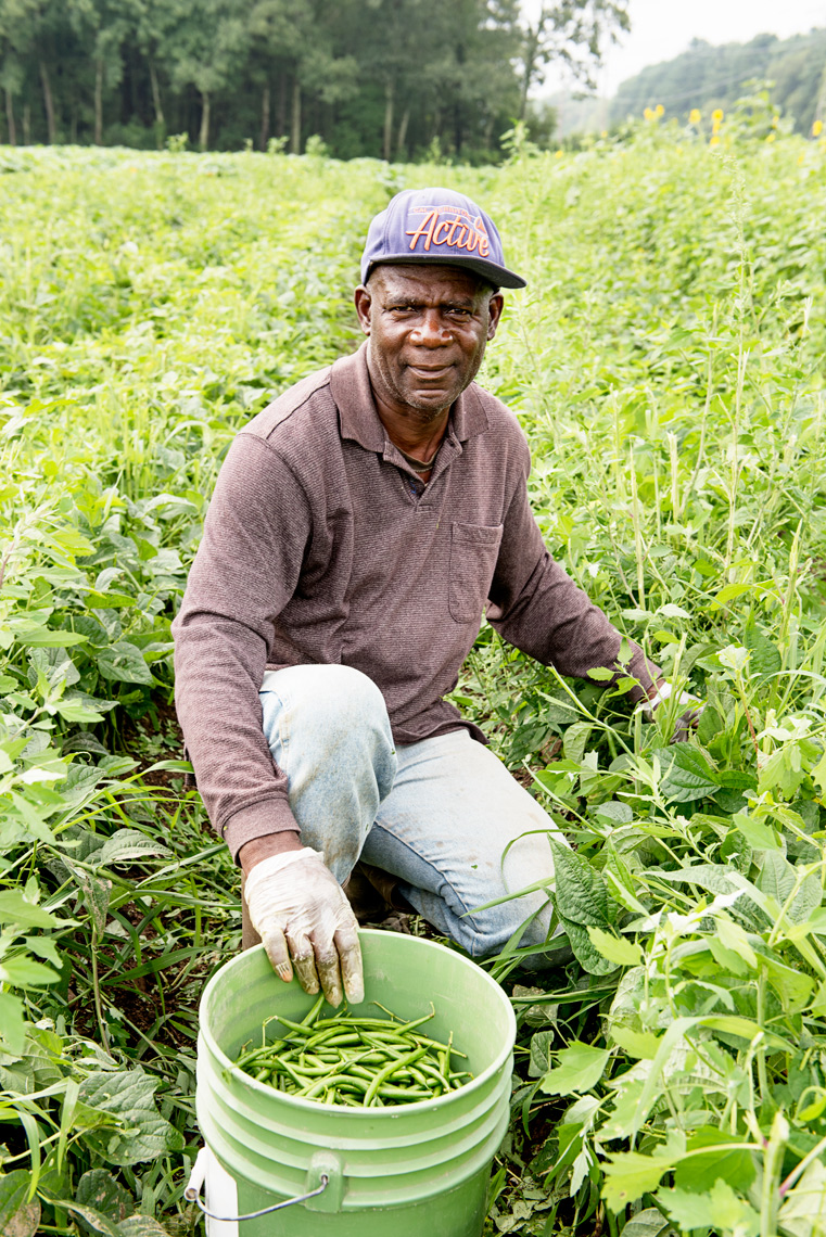 Jamaican migrant worker harvesting green beans Ward