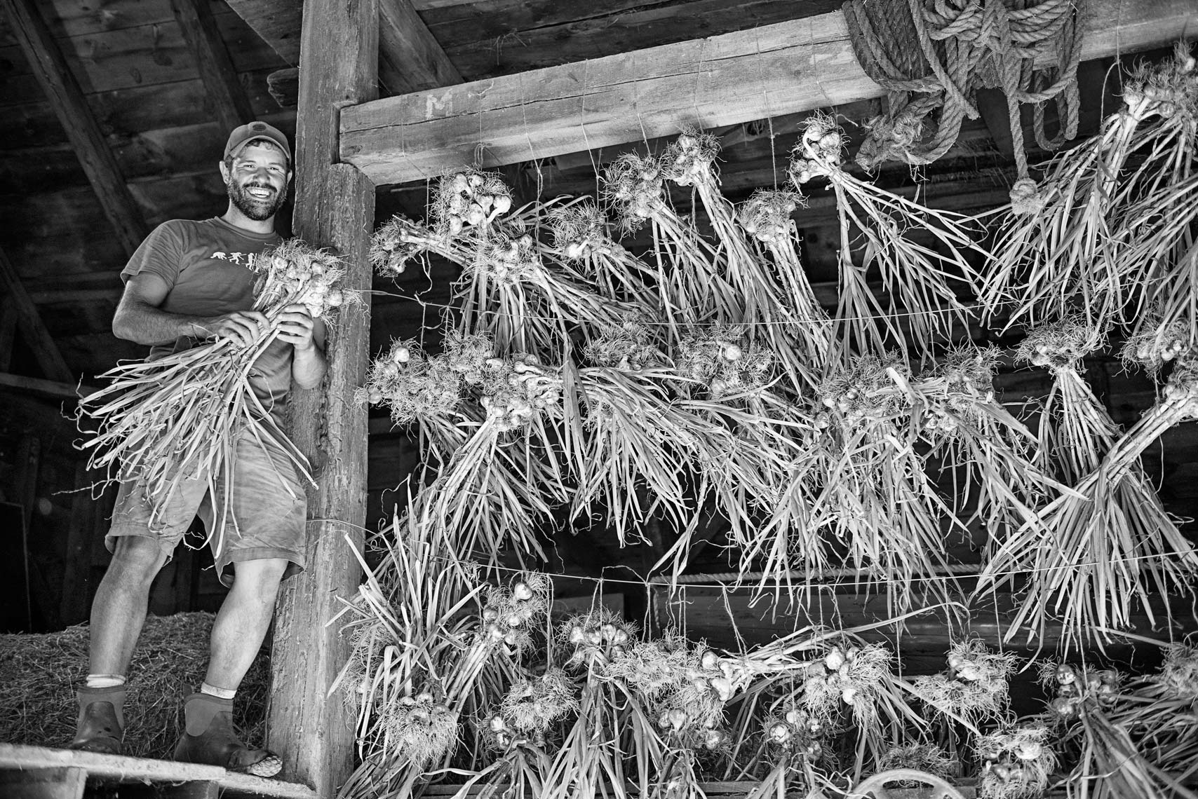 farmer bundling garlic for the Salt Box Farm C.S.A. in Concord MA