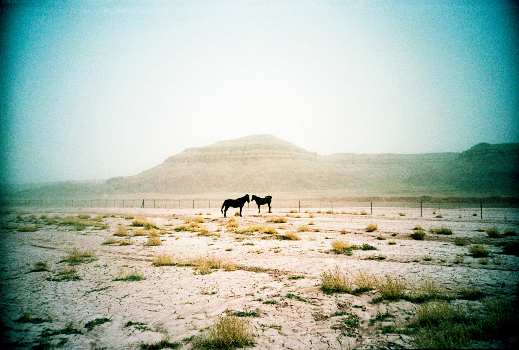 horses along the road in the Navaho Reservation Arizona