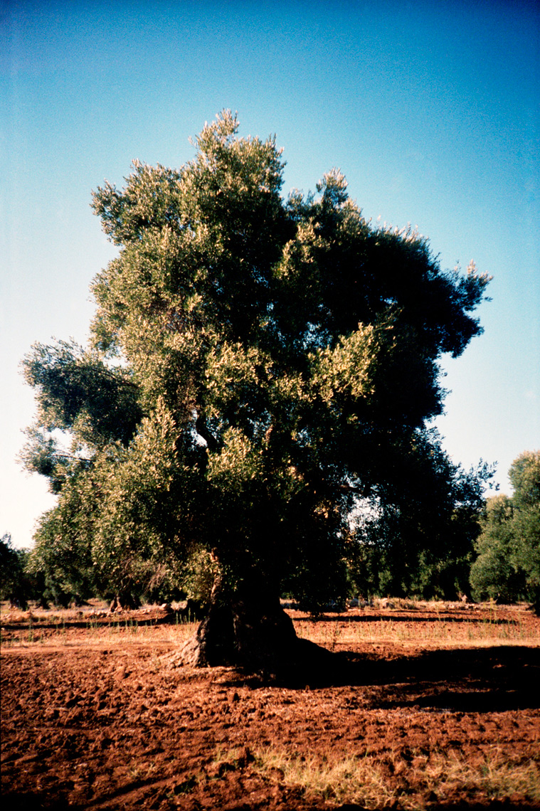 photograph of olive grove in summer Puglia countryside by Webb Chappell