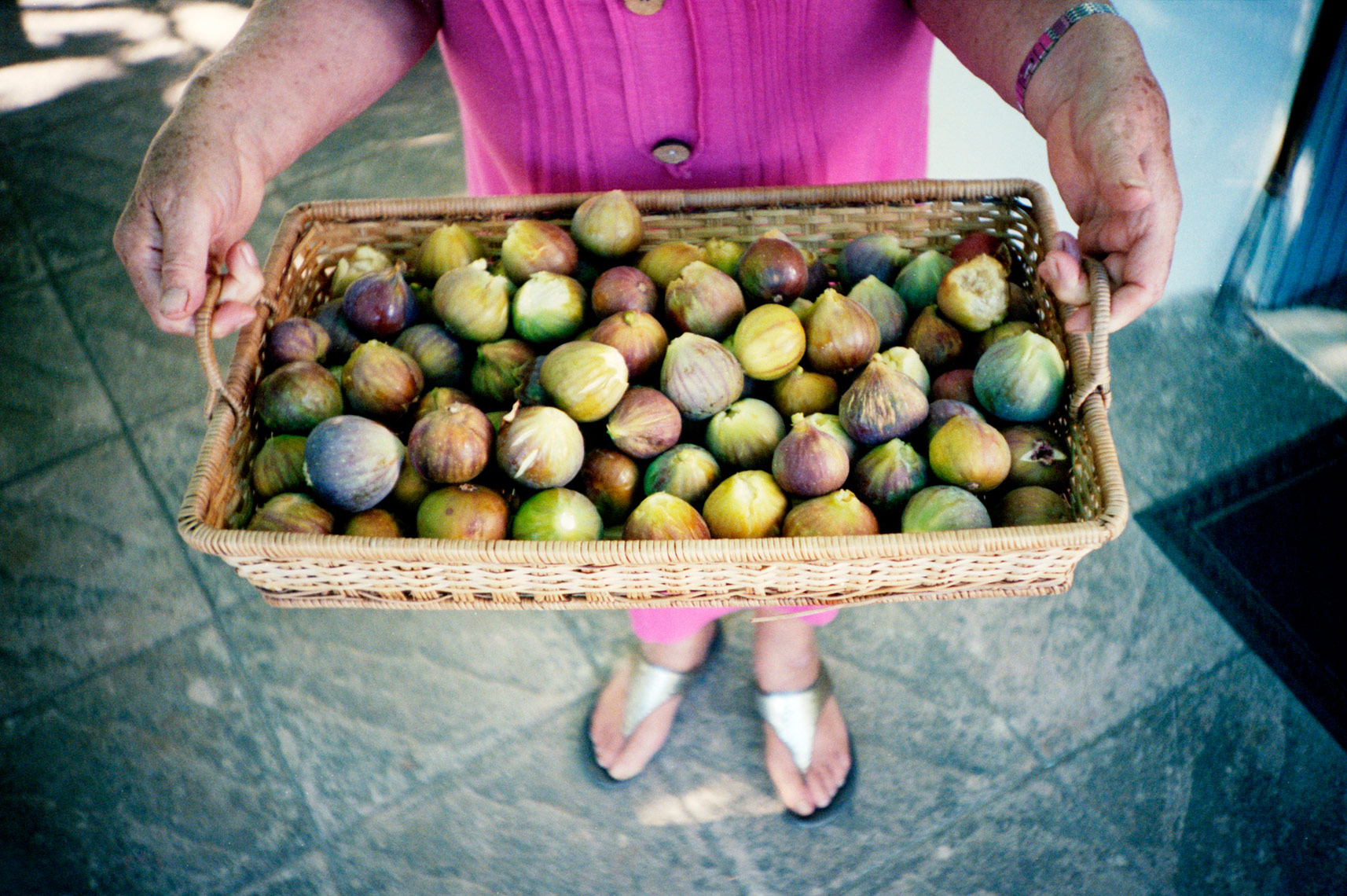 basket of figs on trullo farm in Apulia Italy