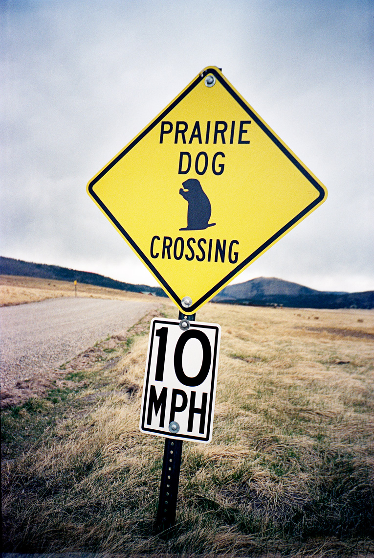 prairie dog crossing Valles Caldera National Preserve New Mexico