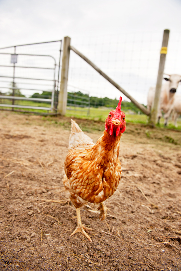 free range chicken SVF Foundation Newport RI heritage breeds
