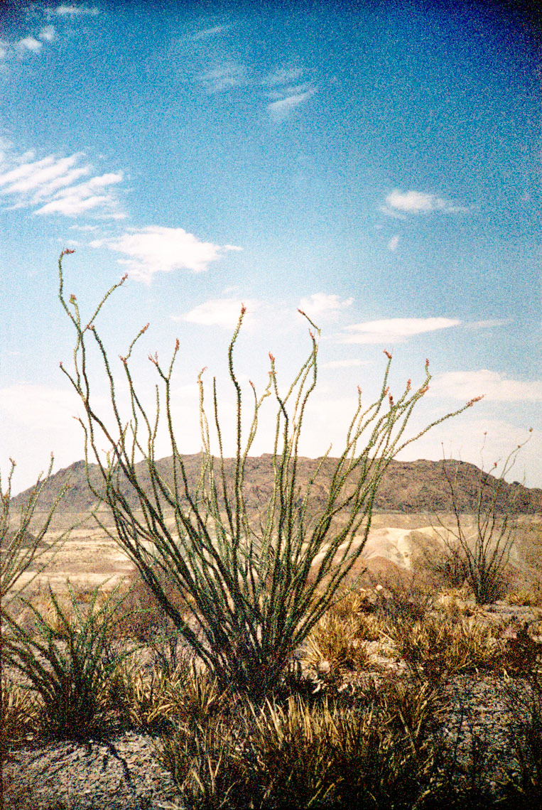 cactus on the Chihuahuan Desert Big Bend National Park